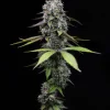 Zoap feminizada de Barney's Farm