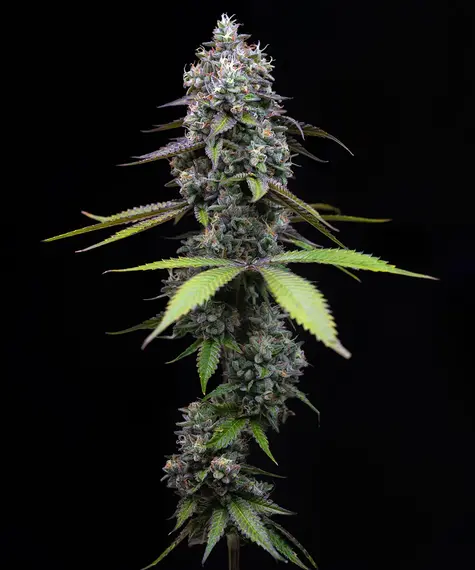 Zoap feminizada de Barney's Farm