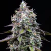 Zoap feminizada de Barney's Farm