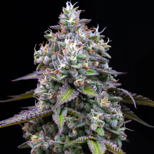 Zoap feminizada de Barney's Farm