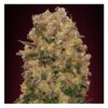 Caramel Kush feminizada de 00 Seeds