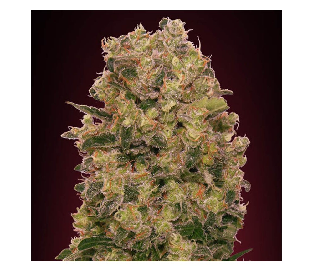 Caramel Kush feminizada de 00 Seeds