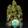 White Widow x Amnesia feminizada de Spanish Seeds