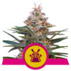 Shogun feminizada de Royal Queen Seeds
