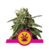 Shogun feminizada de Royal Queen Seeds