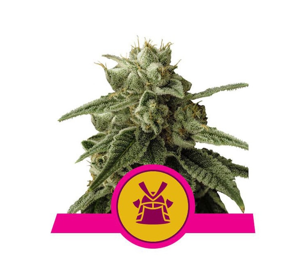 Shogun feminizada de Royal Queen Seeds