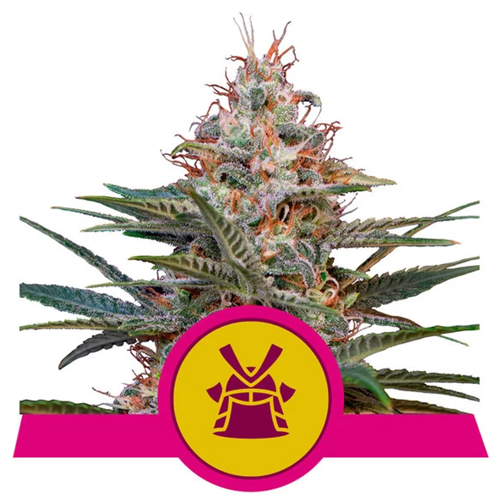 Shogun feminizada de Royal Queen Seeds