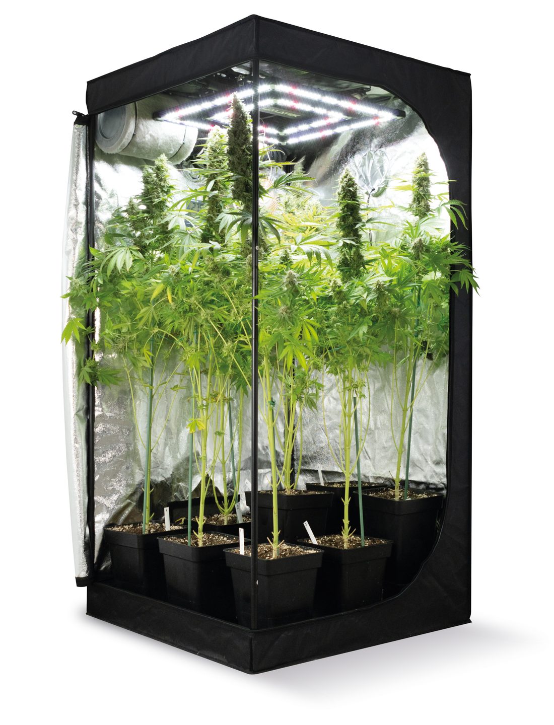 Cultivar marihuana en casa: por dónde empezar