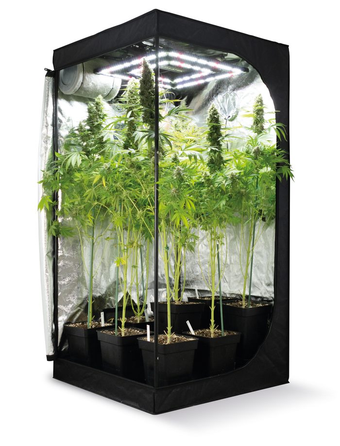 Armario de cultivo interior OASIS abierto, con plantas bajo el LED Agrolite