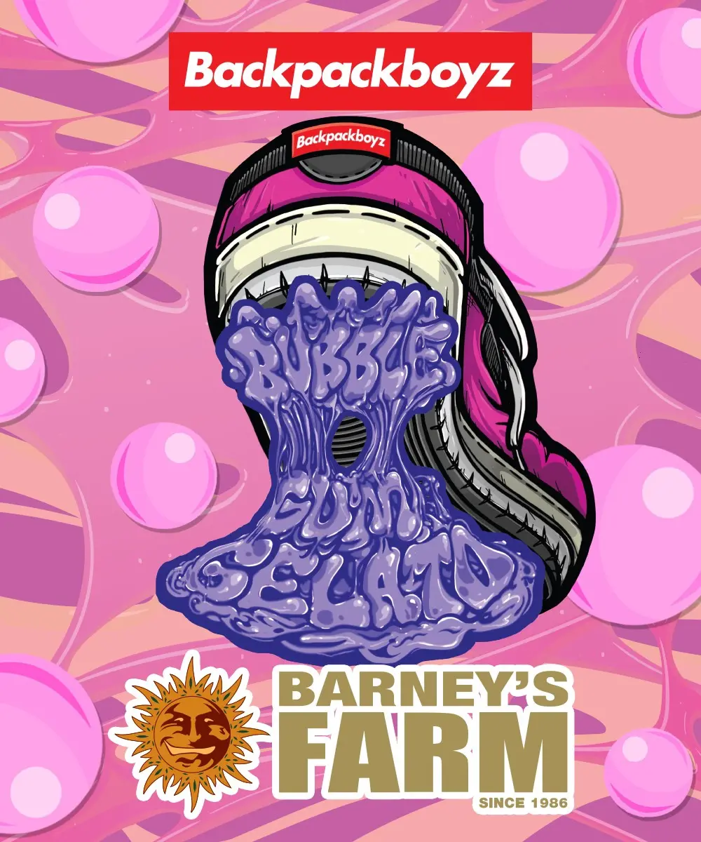 Bubblegum Gelato feminizada de Barney’s Farm