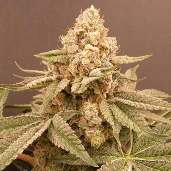 Buzz Bunny feminizada de Bask Triangle Farms