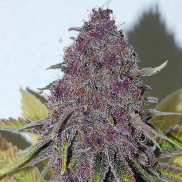 Forbidden Boof feminizada de Bask Triangle Farms