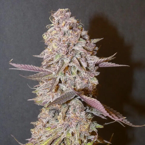 Forbidden Push Pop feminizada de Bask Triangle Farms