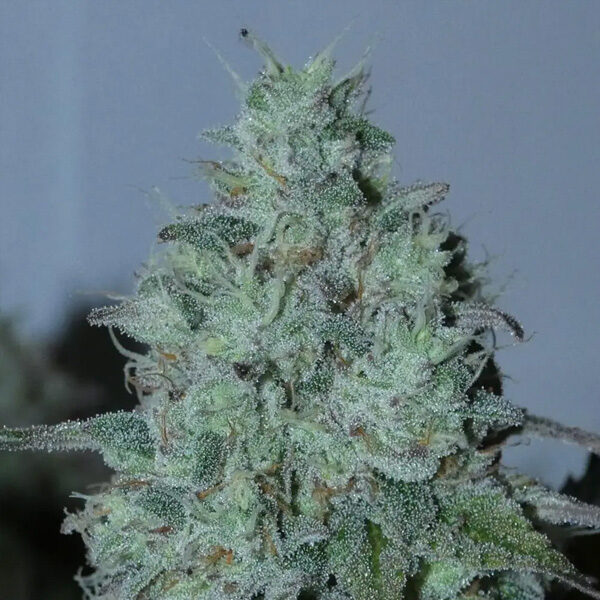 Fritter Burger feminizada de Bask Triangle Farms