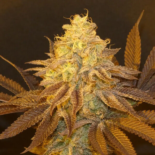 Fruit Popz feminizada de Bask Triangle Farms