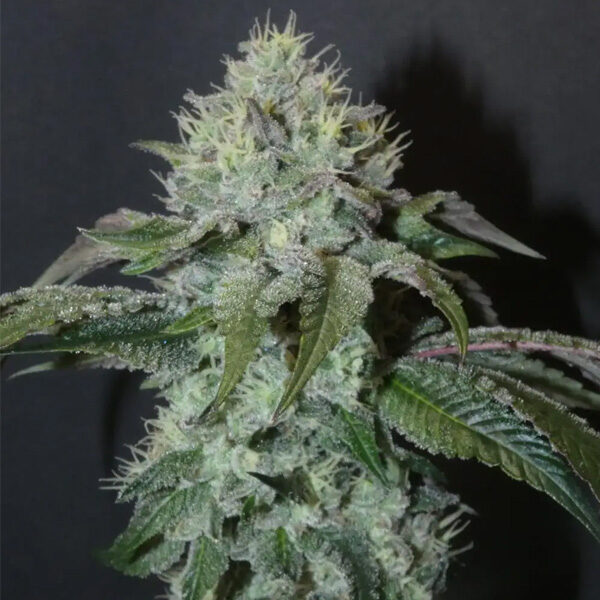 Guaya Burger feminizada de Bask Triangle Farms