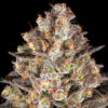 Hindu Kush feminizada de Barney's Farm