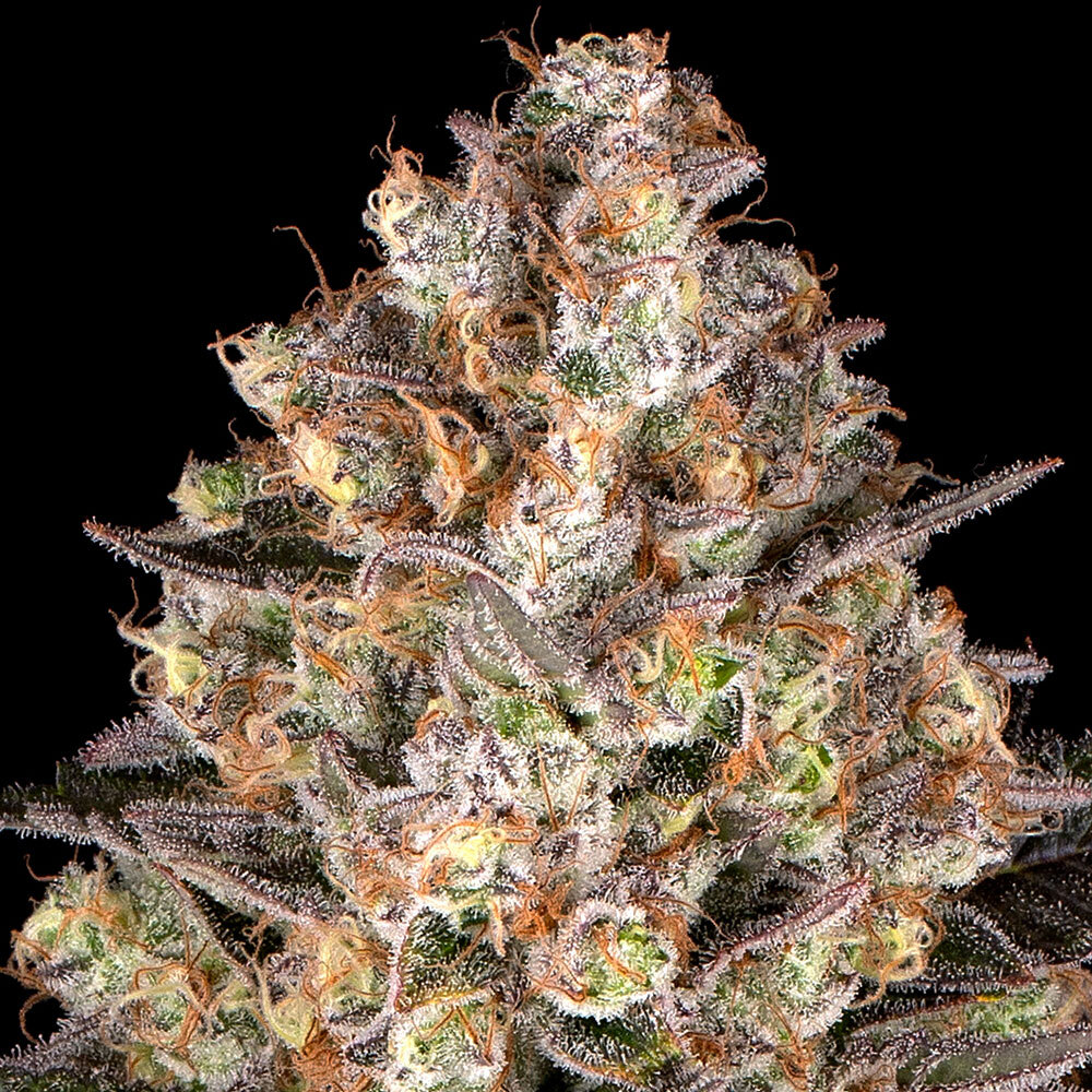 Hindu Kush feminizada de Barney's Farm
