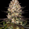 Hindu Kush feminizada de Barney's Farm