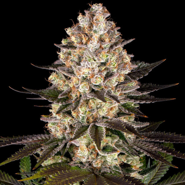 Hindu Kush feminizada de Barney's Farm