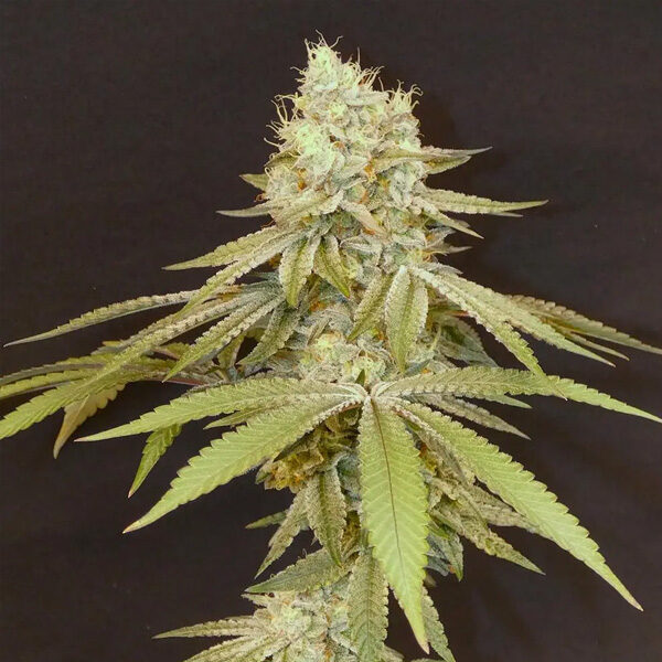 Izozki Boom feminizada de Bask Triangle Farms