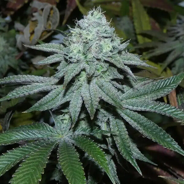Lamia feminizada de Bask Triangle Farms