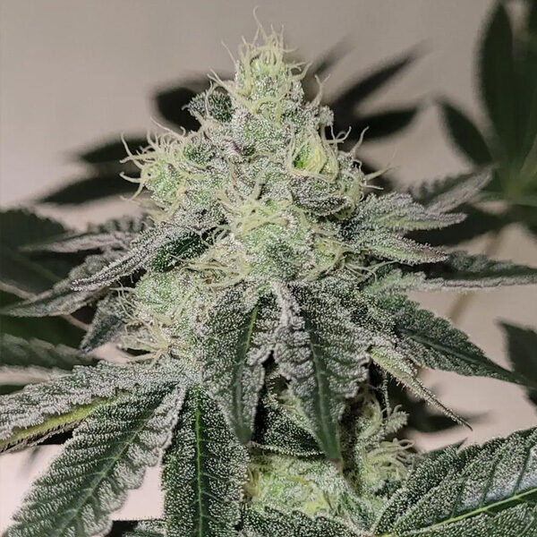 Mandy Burger feminizada de Bask Triangle Farms
