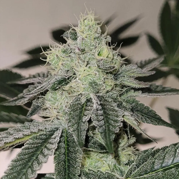 Mandy Burger feminizada de Bask Triangle Farms