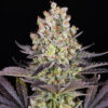Papaya Frosting feminizada de Barney´s Farm