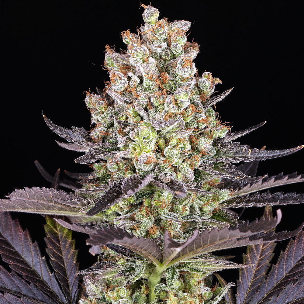 Papaya Frosting feminizada de Barney´s Farm