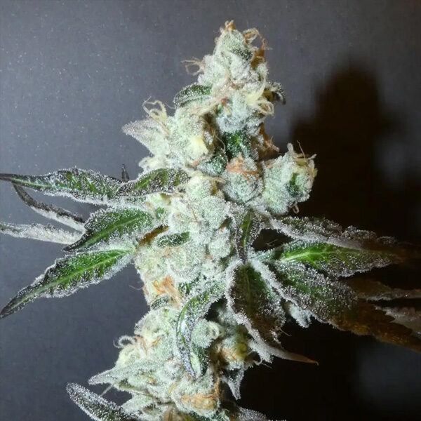 PapayaBoof feminizada de Bask Triangle Farms