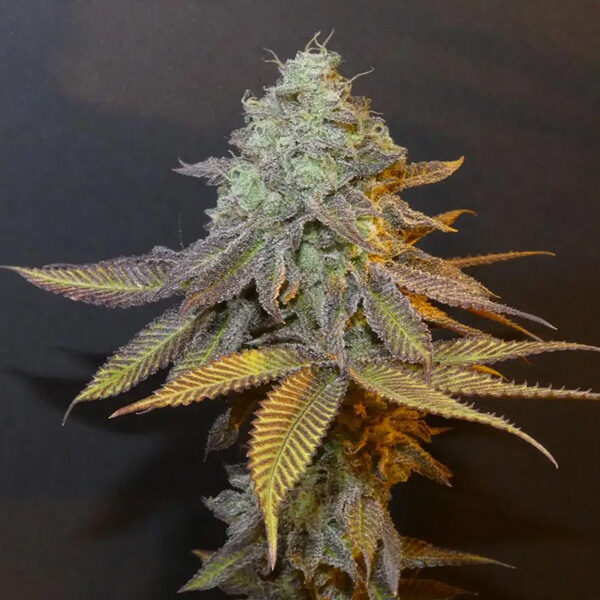 Planet Express feminizada de Bask Triangle Farms