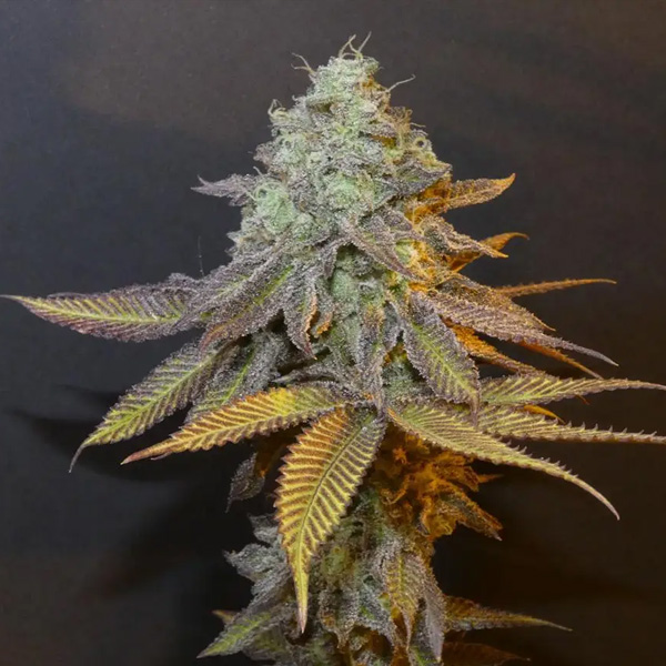 Planet Express feminizada de Bask Triangle Farms