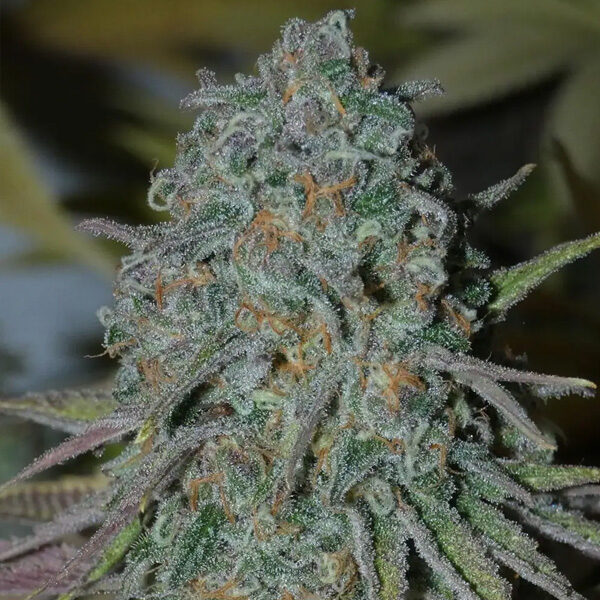 RainBoof feminizada de Bask Triangle Farms