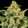 Skunk #1 feminizada de Barney's Farm