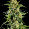Skunk #1 feminizada de Barney's Farm