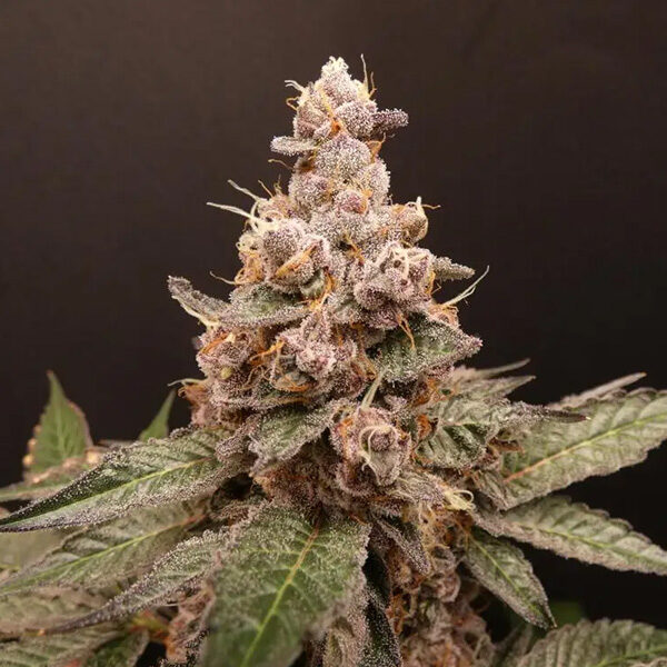 Trop Cherry Hash feminizada de Bask Triangle Farms