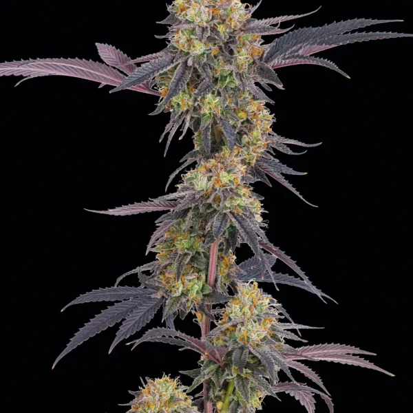 Tropicana Cherry feminizada de Barney's Farm