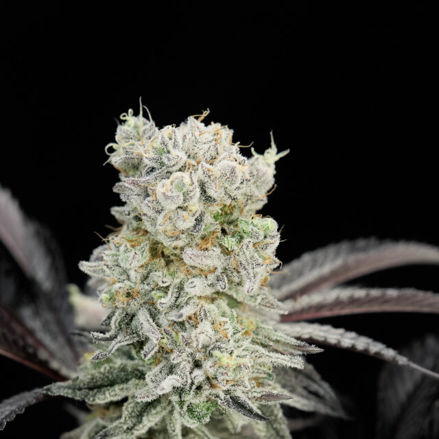 Animal Cookies feminizada de Alpha Seeds