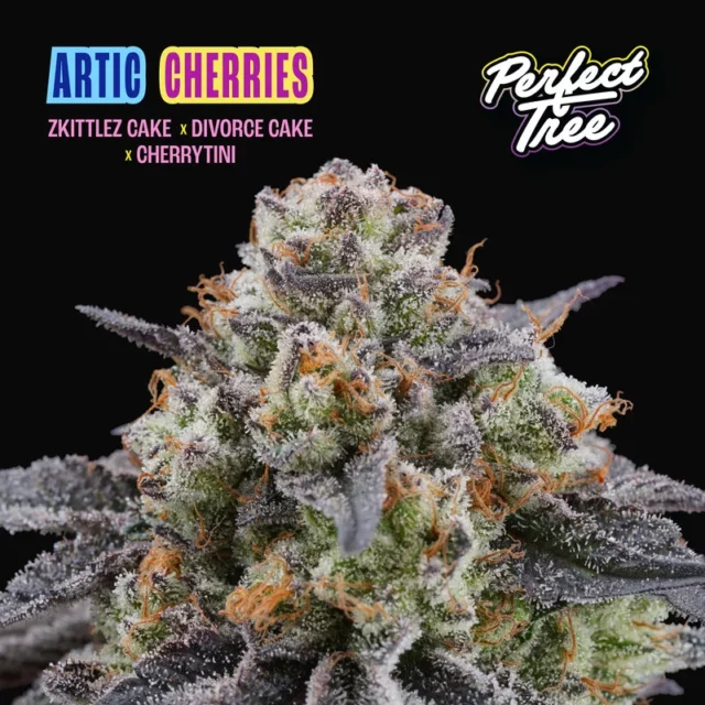 Artic Cherries feminizada de Perfect Tree