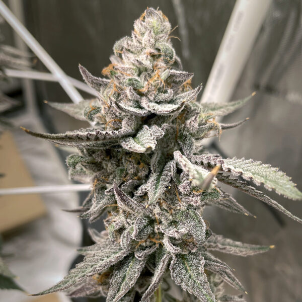 Beaver Cookies feminizada de Elev8 Seeds