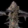Berniehana Butter x Triple Scoop feminizada de Cookies Seed Bank