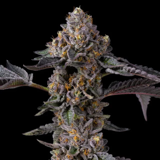 Berniehana Butter x Triple Scoop feminizada de Cookies Seed Bank