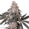 Berry Crusher feminizada de Elev8 Seeds