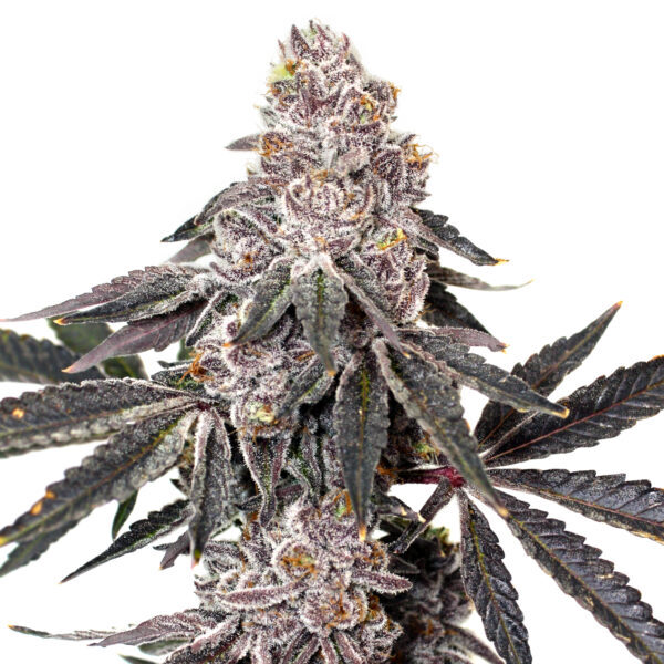 Berry Crusher feminizada de Elev8 Seeds