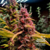 Black Ridge Strawberry feminizada de Elev8 Seeds