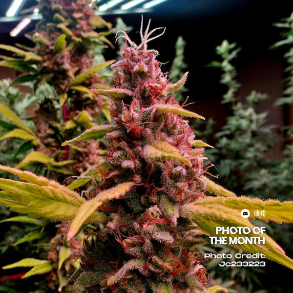 Black Ridge Strawberry feminizada de Elev8 Seeds