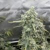 Boof Boss feminizada de Elev8 Seeds