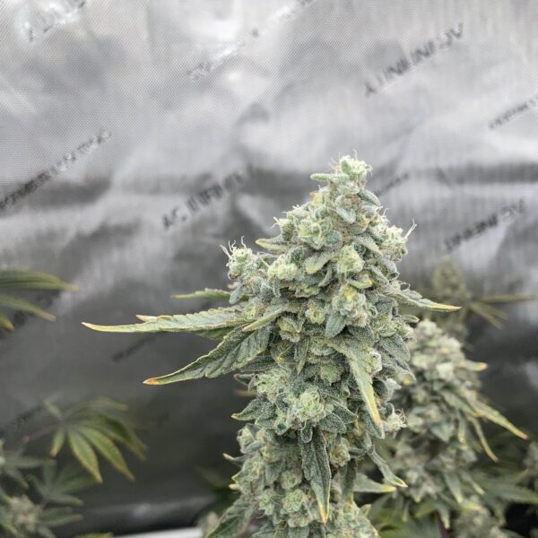 Boof Boss feminizada de Elev8 Seeds