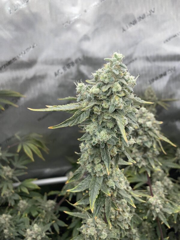 Boof Boss feminizada de Elev8 Seeds